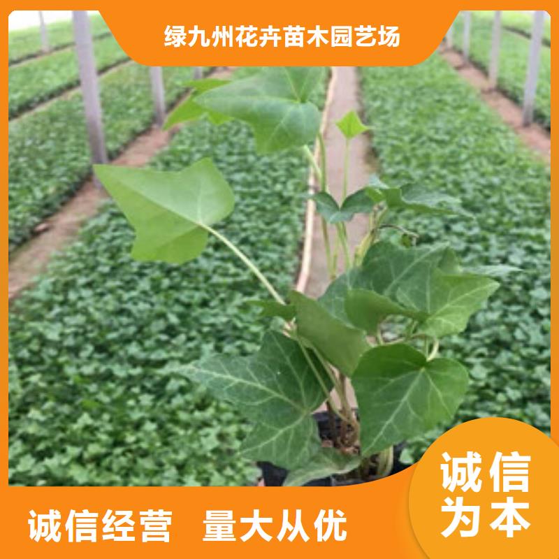 宿根花卉【耐寒耐旱草花基地】诚信为本