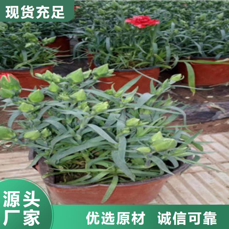 【宿根花卉】观赏草/蒲苇狼尾草源头厂家直销