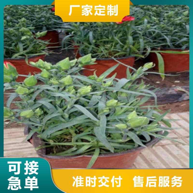 宿根花卉,宿根花卉基地全新升级品质保障