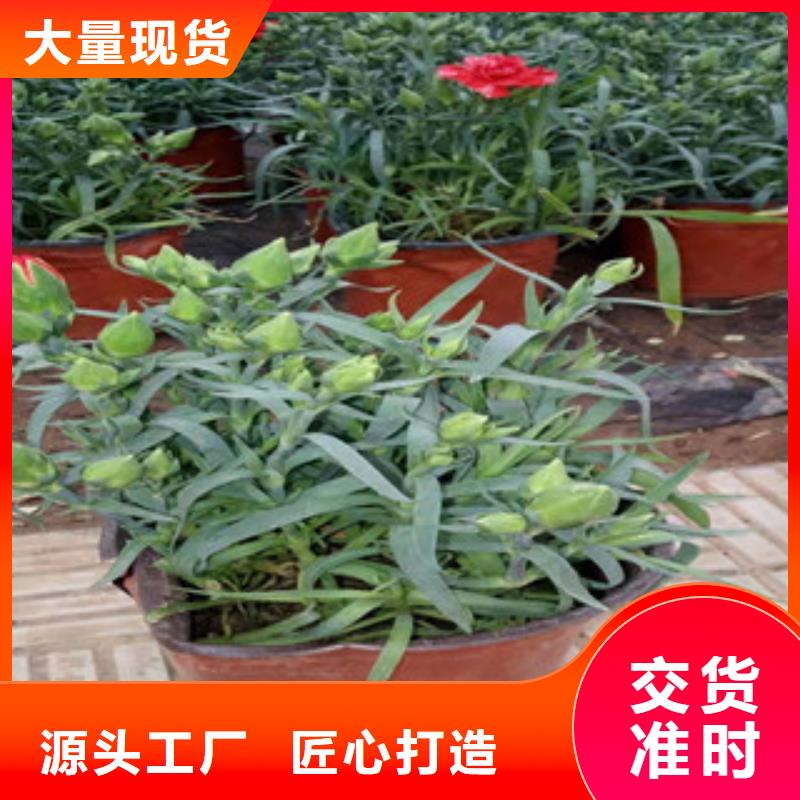 【宿根花卉】宿根花卉基地厂家直销值得选择