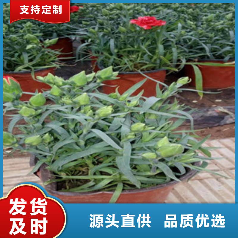 宿根花卉花海景观工程厂家定制