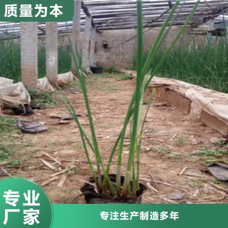 宿根花卉鲁冰花/粉黛乱子草厂家案例