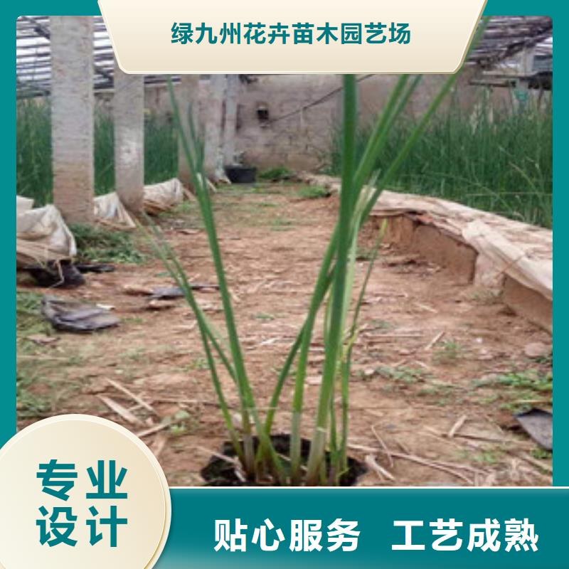 宿根花卉【时令花卉/绿化草花价格】质量为本