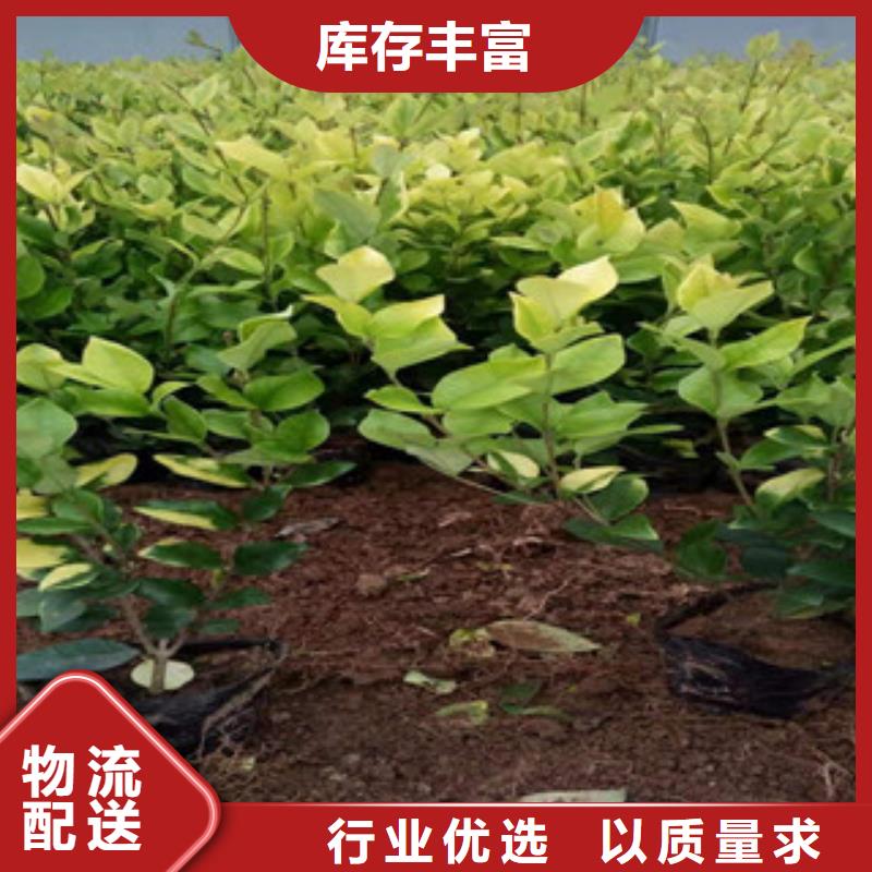 宿根花卉【时令花卉/绿化草花价格】质量为本