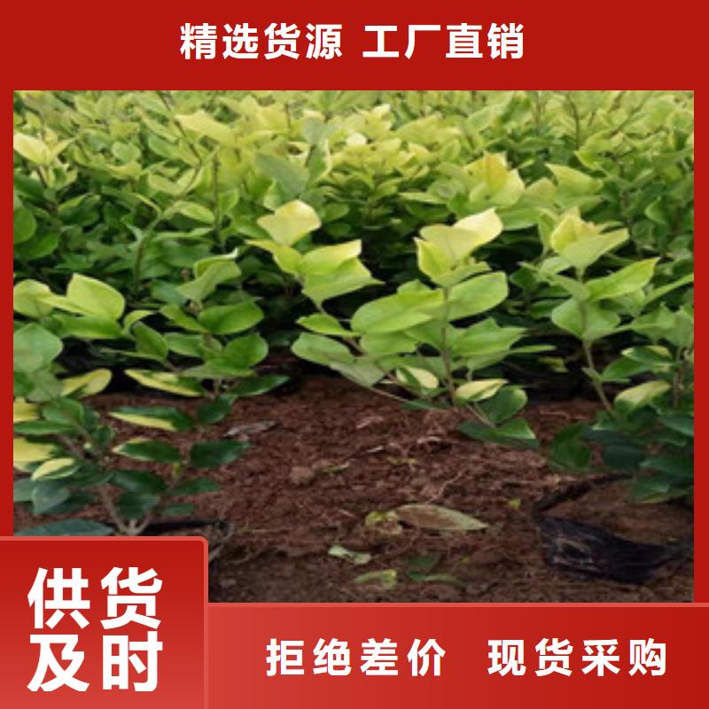 宿根花卉【耐寒耐旱草花基地】诚信为本