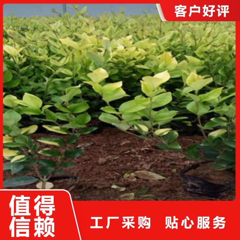 宿根花卉,【耐寒耐旱草花基地】品质优选