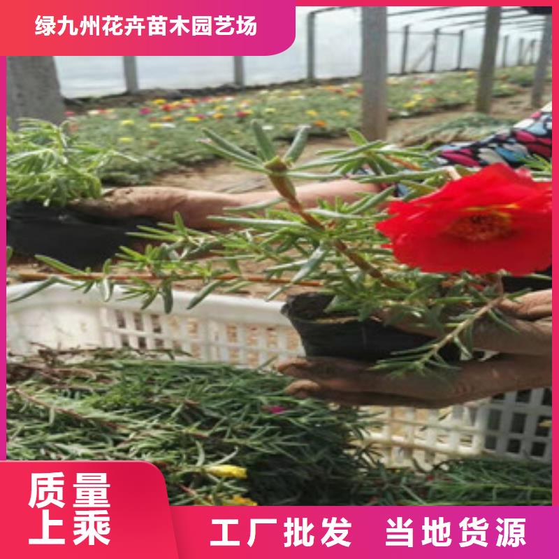 宿根花卉水生植物/荷花睡莲一手货源源头厂家