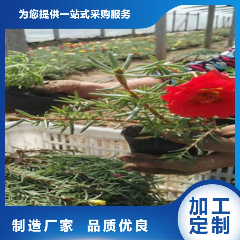 宿根花卉鲁冰花/粉黛乱子草层层质检