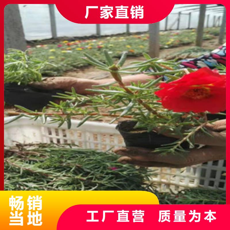 宿根花卉_五一国庆草花批发可定制