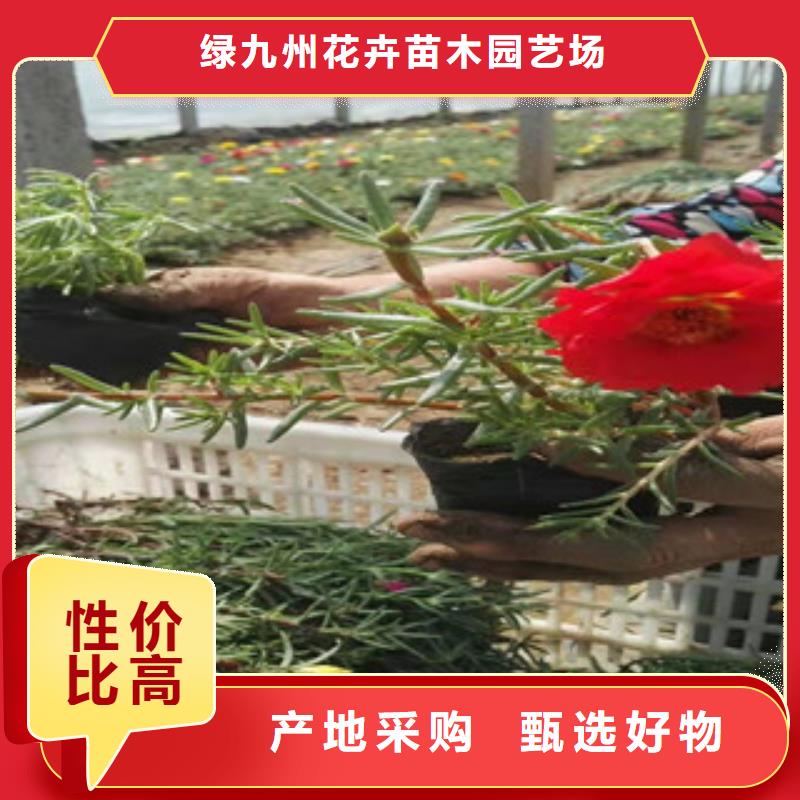 宿根花卉_【时令花卉/绿化草花价格】省心又省钱