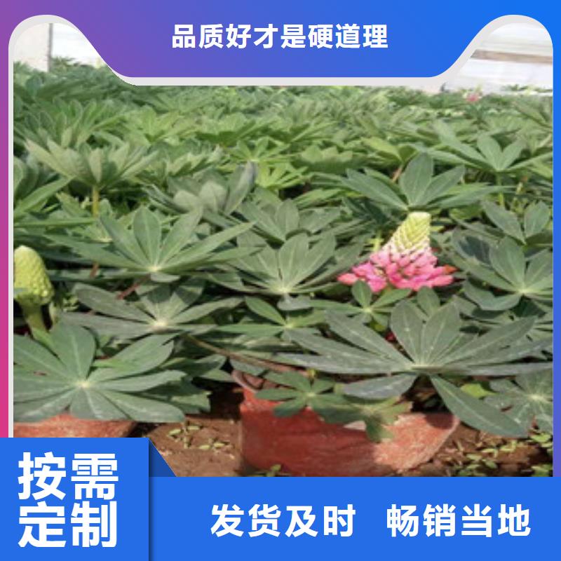 宿根花卉【耐寒耐旱草花基地】诚信为本