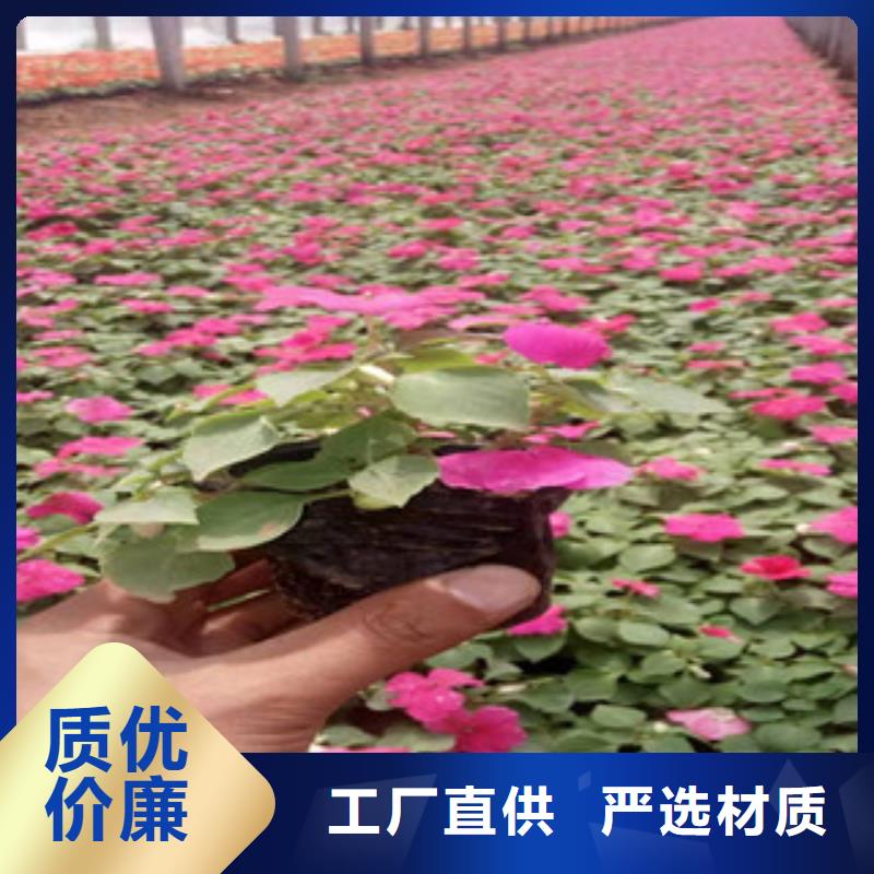 宿根花卉柳叶马鞭草/薰衣草不只是质量好