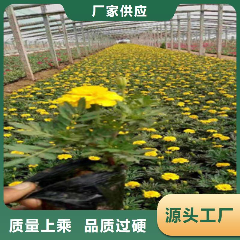 宿根花卉【耐寒耐旱草花基地】诚信为本