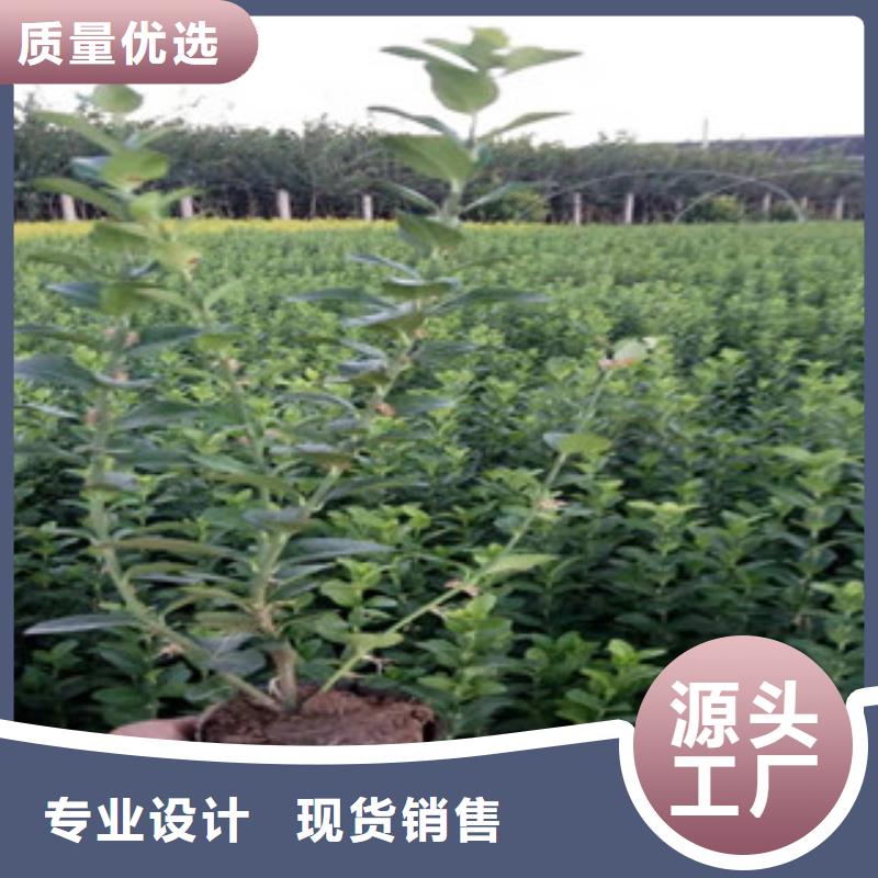宿根花卉【耐寒耐旱草花基地】诚信为本