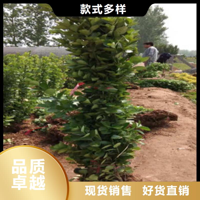 宿根花卉【耐寒耐旱草花基地】诚信为本