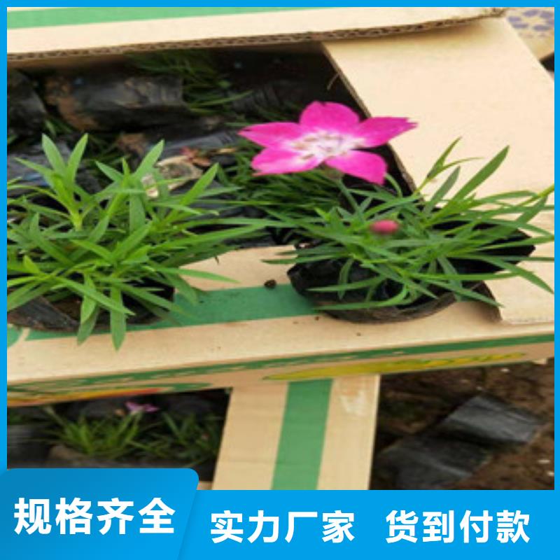 宿根花卉【时令花卉/绿化草花价格】质量为本
