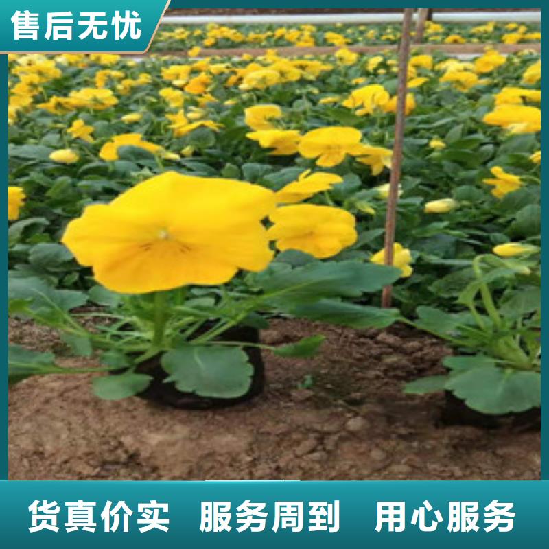 宿根花卉【耐寒耐旱草花基地】诚信为本