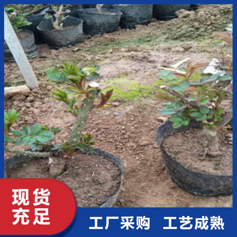 花海景观,宿根花卉基地批发商