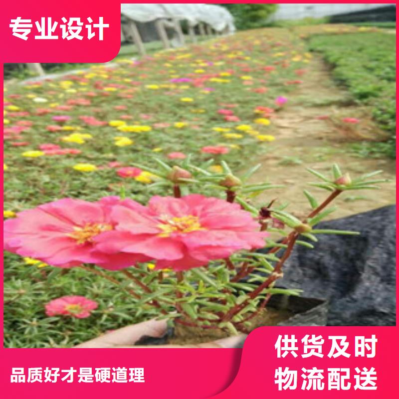 花海景观,五一国庆草花批发货到付款