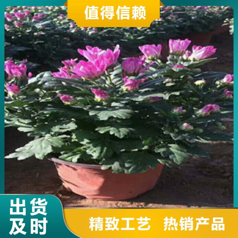 花海景观,时令花卉/绿化草花价格用心制造