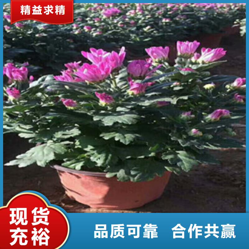 花海景观花海景观工程出货及时