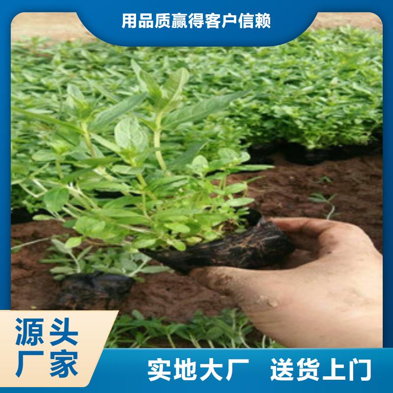 【花海景观】_柳叶马鞭草/薰衣草大厂生产品质