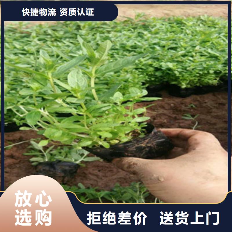 花海景观五一国庆草花批发用心经营