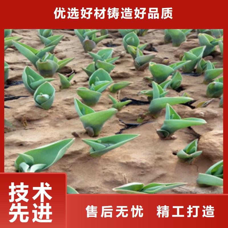 花海景观,鲁冰花/粉黛乱子草多家仓库发货