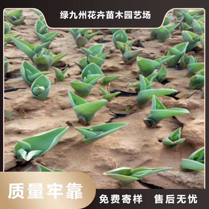 花海景观耐寒耐旱草花基地厂家直销直供