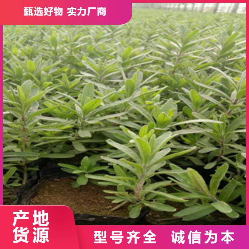 花海景观观赏草/蒲苇狼尾草客户满意度高