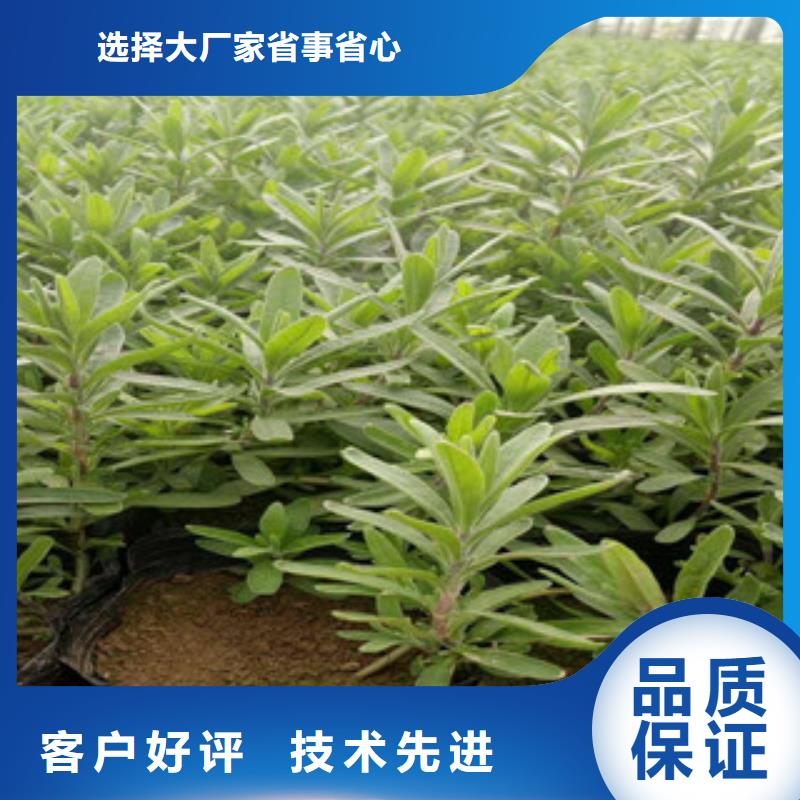 花海景观,鲁冰花/粉黛乱子草多家仓库发货