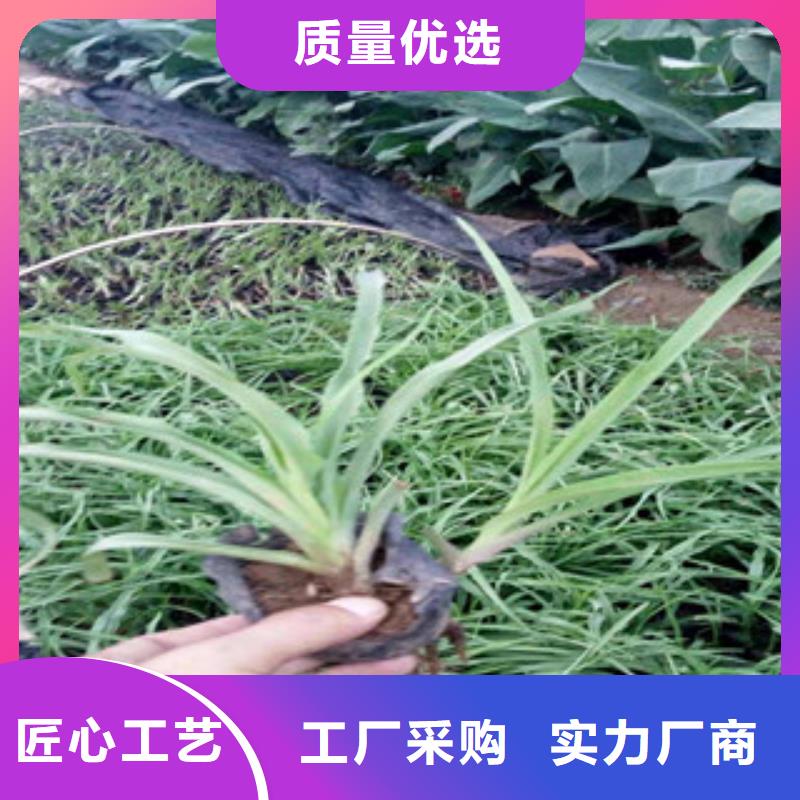 花海景观,鲁冰花/粉黛乱子草多家仓库发货