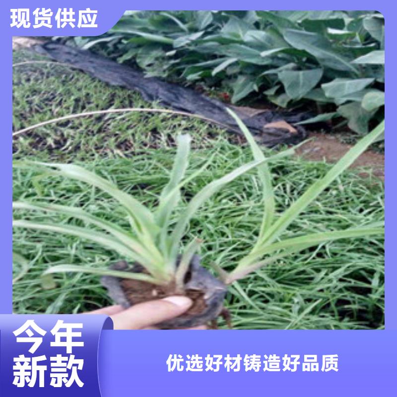花海景观耐寒耐旱草花基地选择我们没错