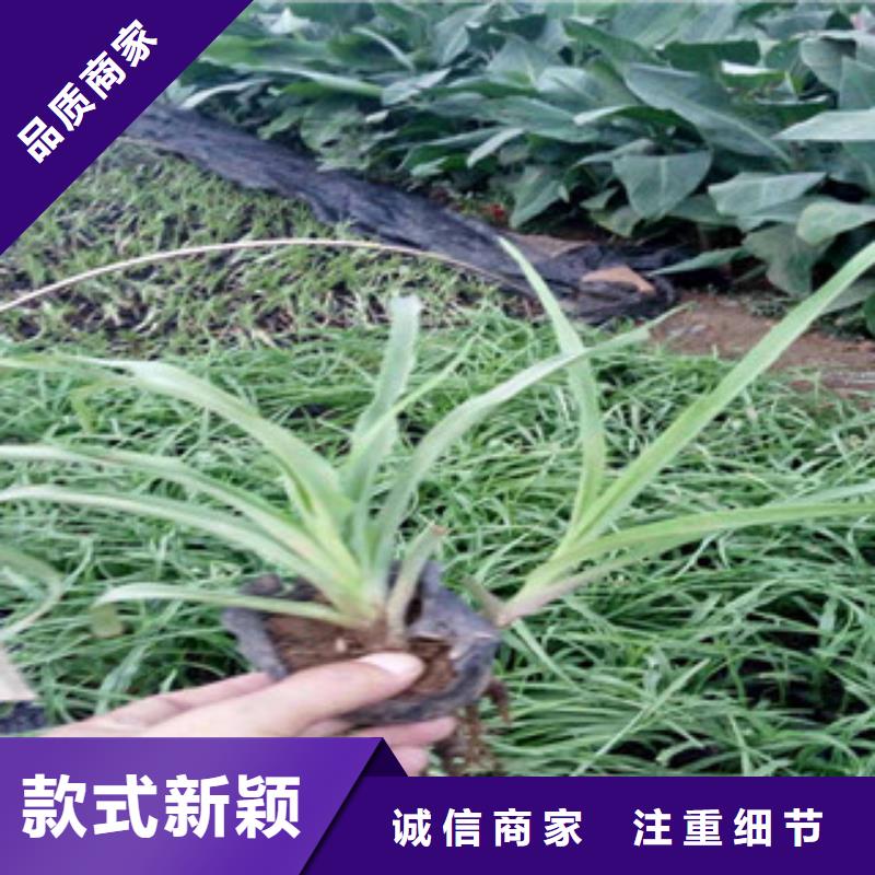 花海景观花海景观工程追求细节品质