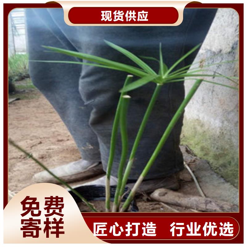 花海景观,鲁冰花/粉黛乱子草多家仓库发货