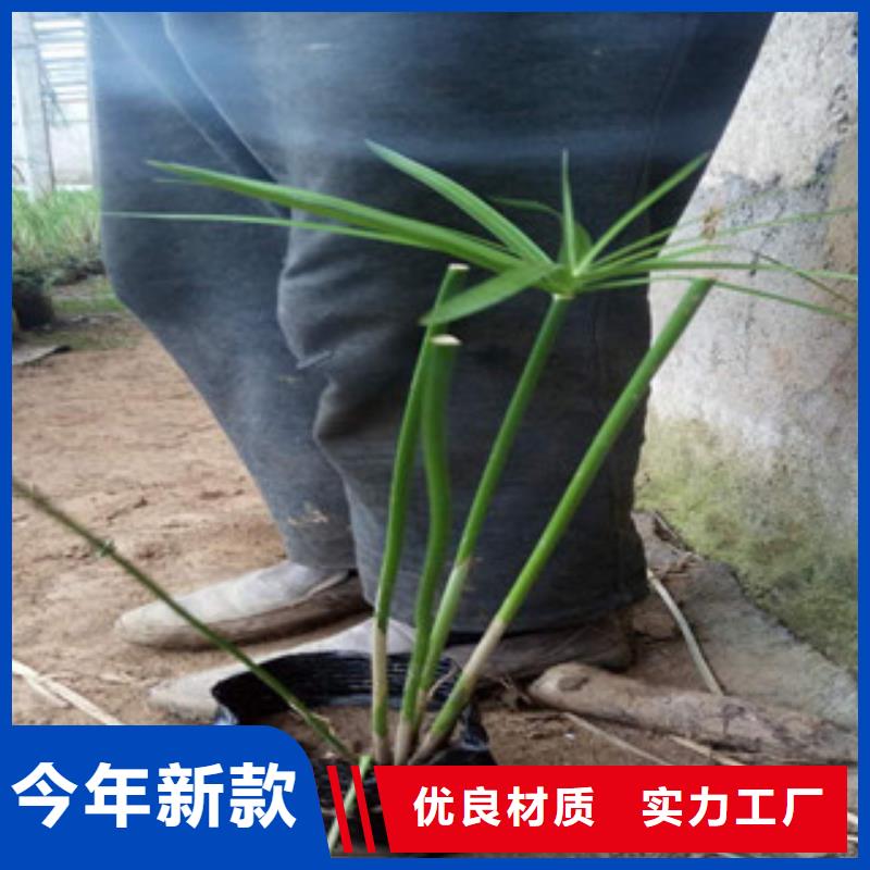 花海景观耐寒耐旱草花基地厂家直销直供