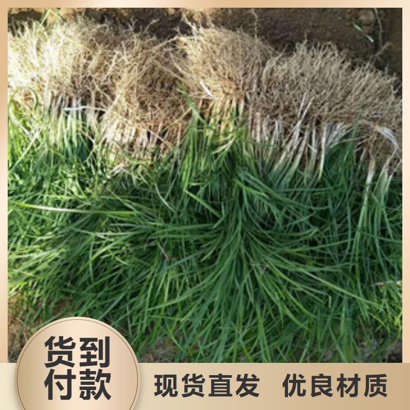 花海景观五一国庆草花批发一站式供应厂家