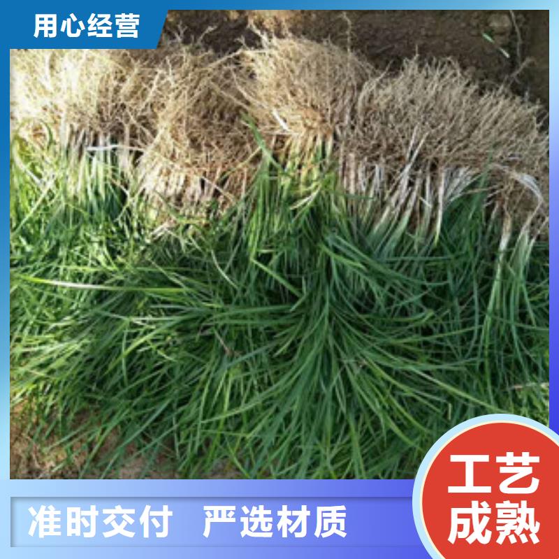 花海景观水生植物/荷花睡莲价格实惠