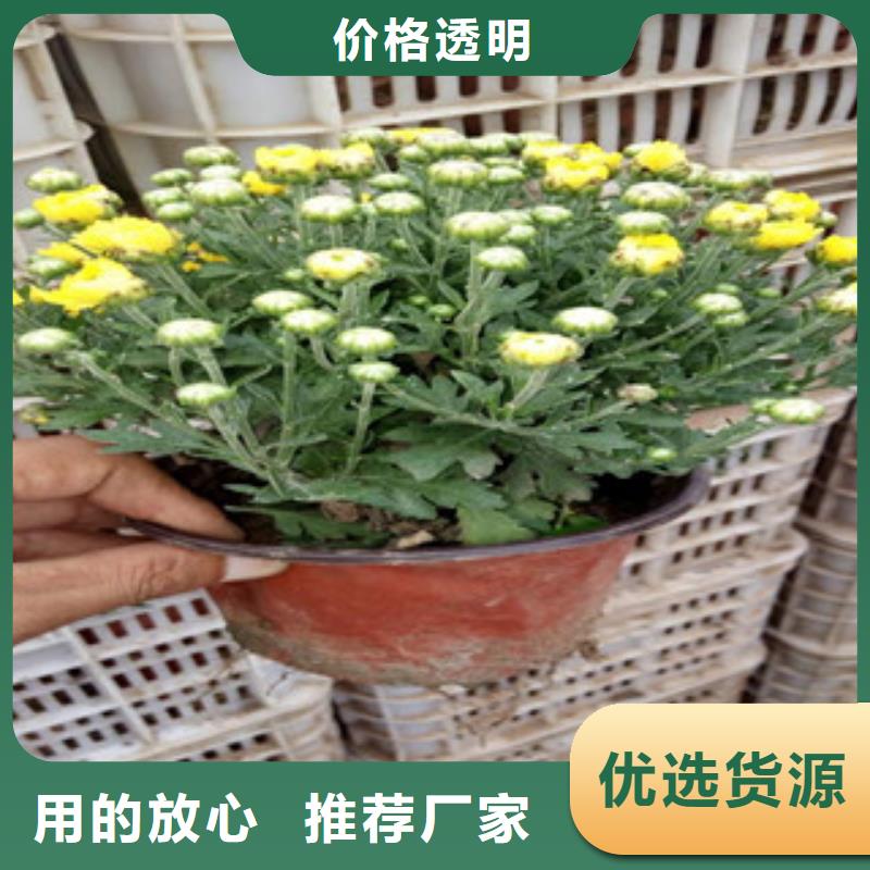 花海景观观赏草/蒲苇狼尾草厂家技术完善