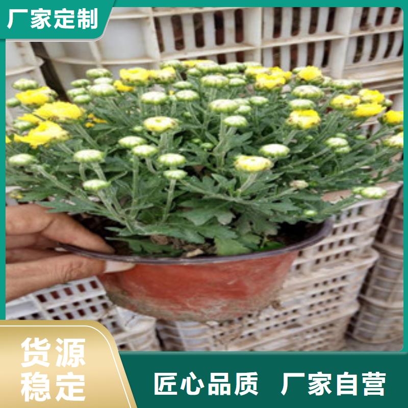 【花海景观_水生植物/荷花睡莲常年供应】