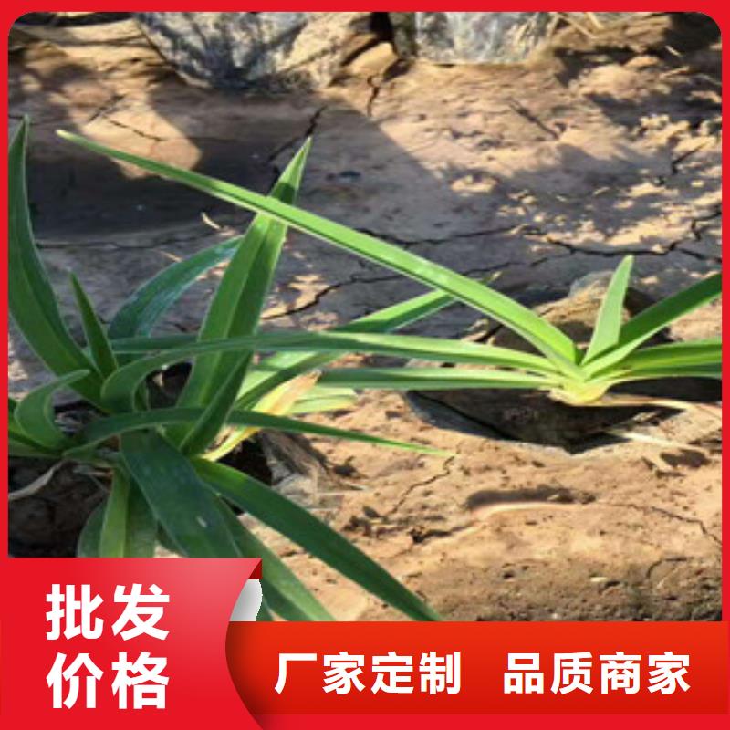 花海景观,时令花卉/绿化草花价格用心制造