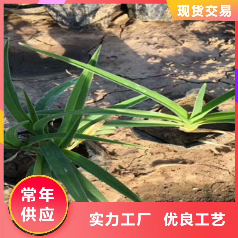 【花海景观柳叶马鞭草/薰衣草用心制造】