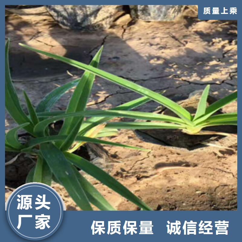 【花海景观_水生植物/荷花睡莲常年供应】