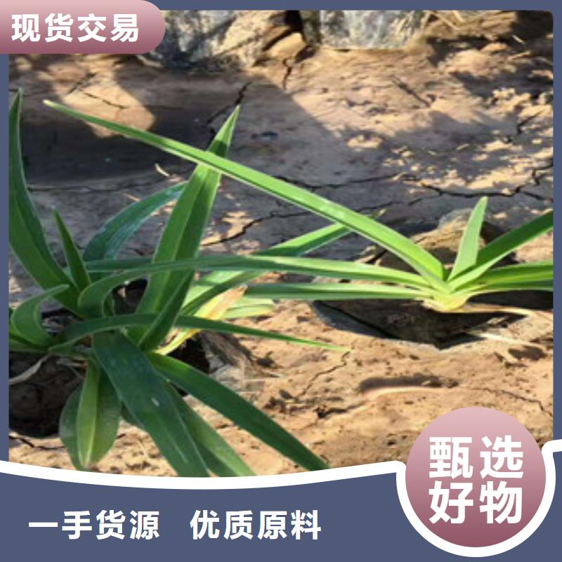 花海景观,五一国庆草花批发货到付款