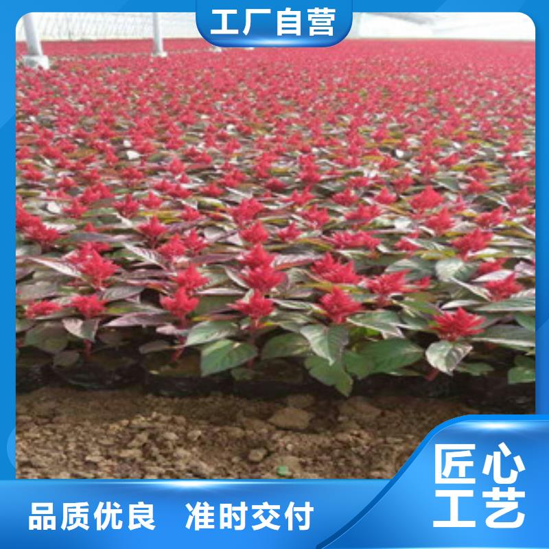 花海景观,宿根花卉基地批发商