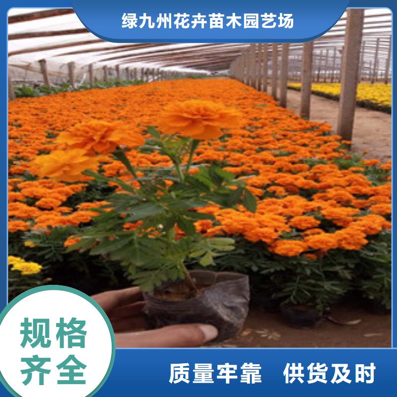 花海景观,鲁冰花/粉黛乱子草多家仓库发货