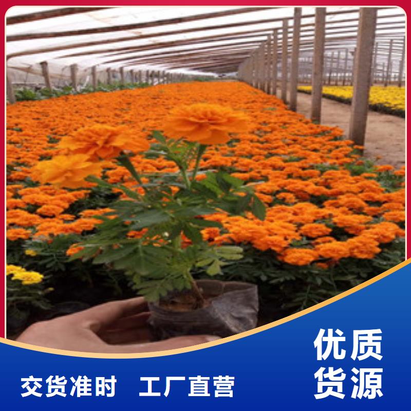 花海景观五一国庆草花批发资质认证
