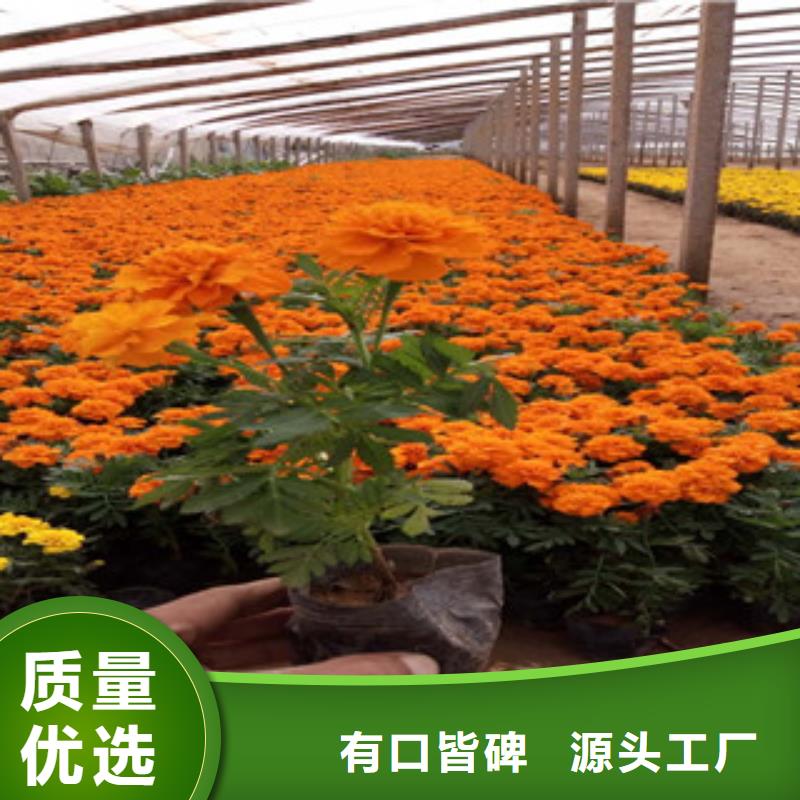 花海景观,鲁冰花/粉黛乱子草多家仓库发货