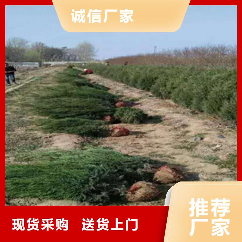花海景观,鲁冰花/粉黛乱子草多家仓库发货