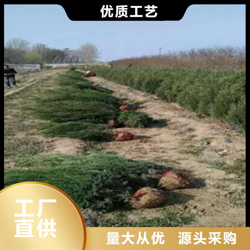 花海景观耐寒耐旱草花基地厂家直销直供